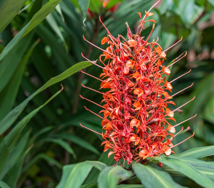A ginger lily stalk wows with rows of red-orange blooms.
