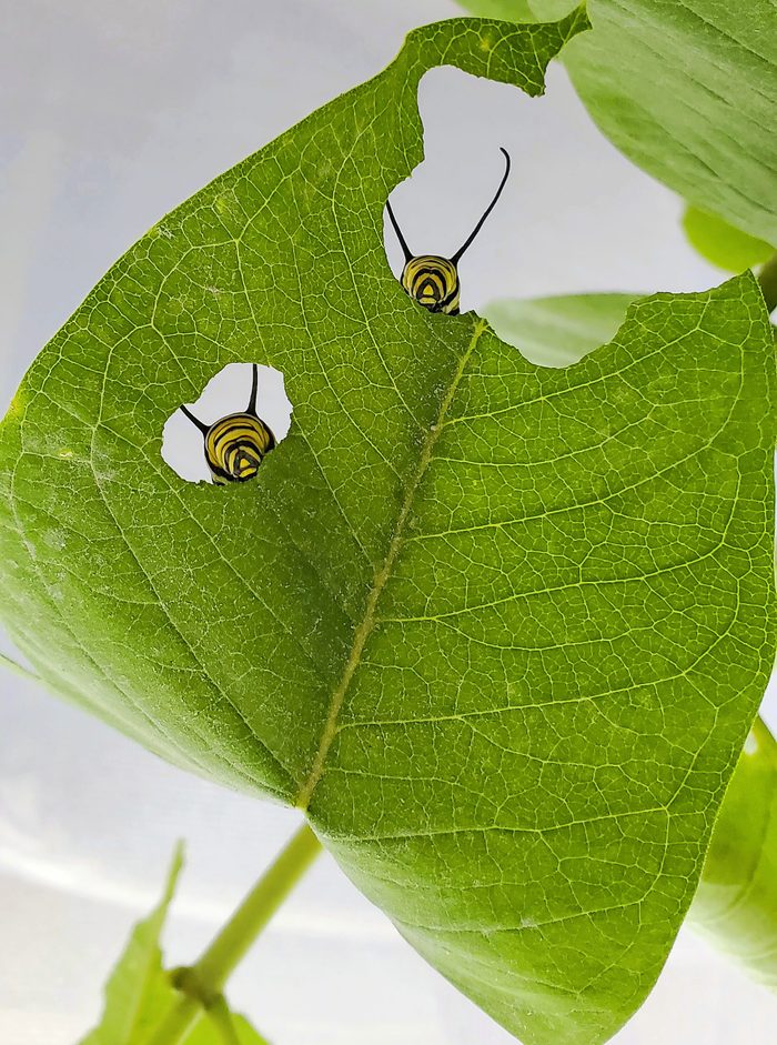 Two monarch butterfly caterpillars munch on a milkweed plant.