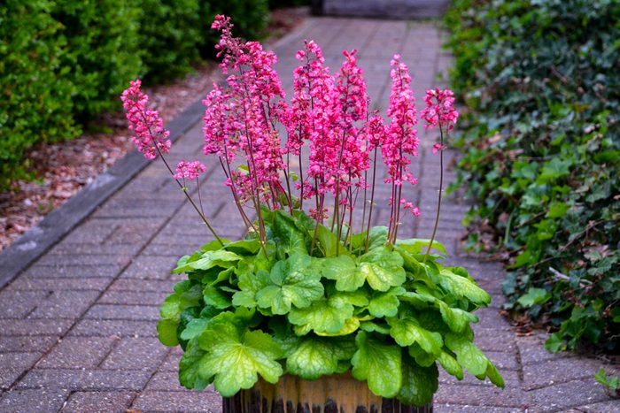 A pot of bright pink coral bells flowers near a pathway.