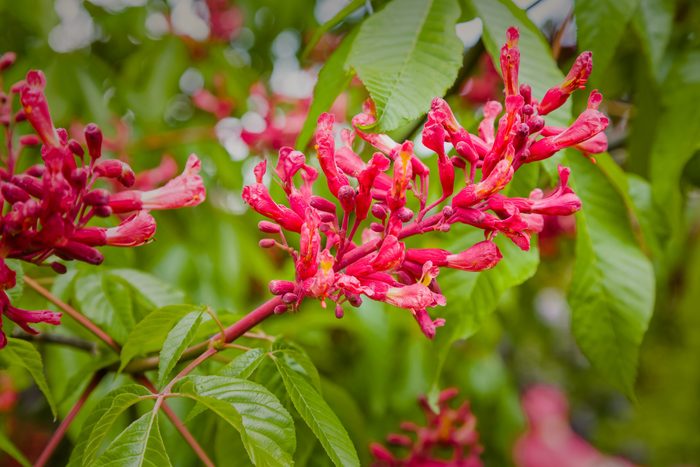 A close-up of a red buckeye flower.