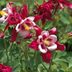 Top 10 All-Time Shade Garden Ideas