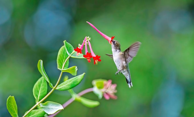 A ruby-throated hummingbird flying around with a trumpet honeysuckle bloom on its beak.