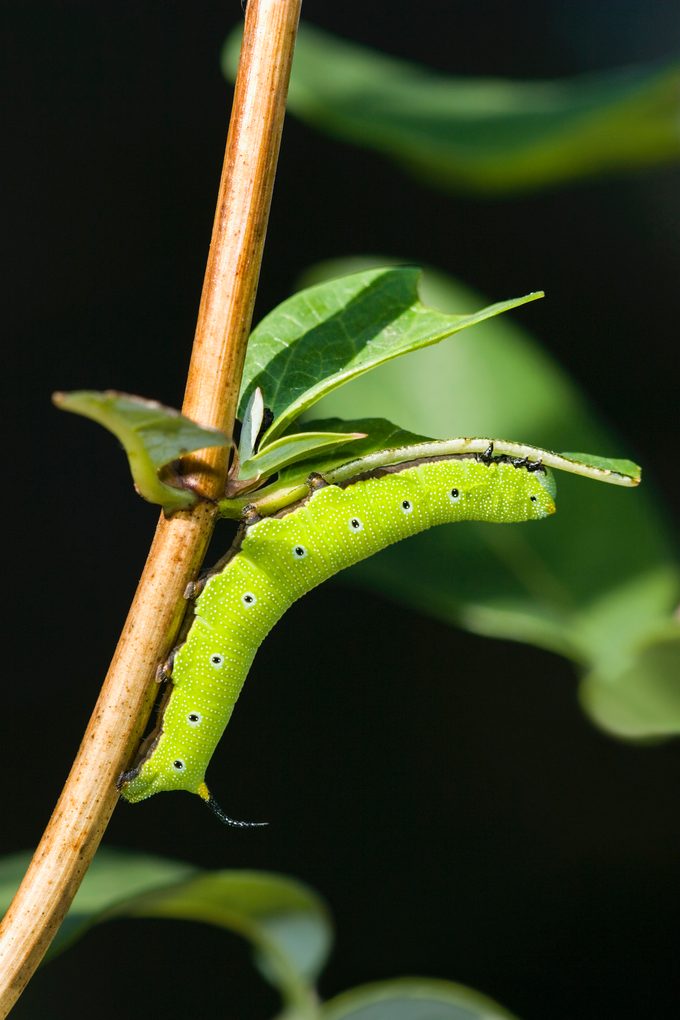 hummingbird moth caterpillar