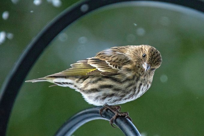 pine siskin vs goldfinch