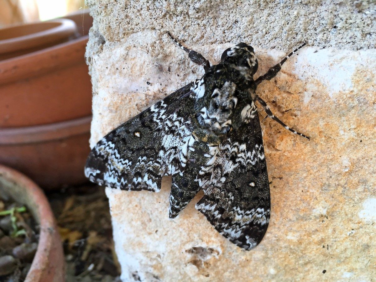 rustic sphinx moth