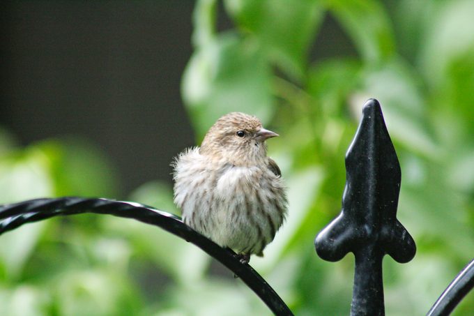 pine siskin