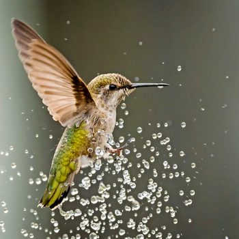 hummingbird mister