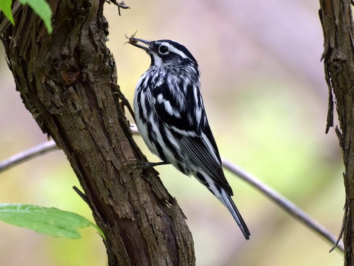 black and white warbler