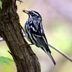 20 Black and White Birds You Might See