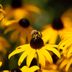 How to Help Bees and Pollinators in 10 Easy Ways