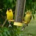 How to Identify an American Goldfinch