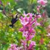 12 Interesting Facts About Hummingbird Moths