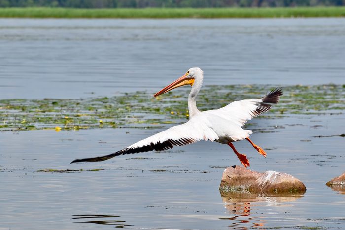 white pelican