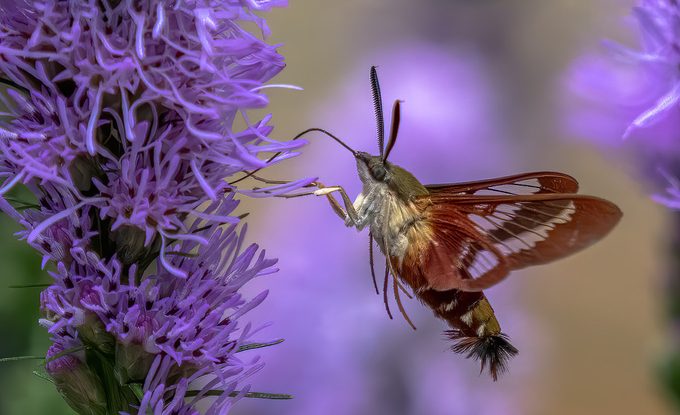 hummingbird clearwing moth on liatris