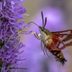 How to Identify a Hummingbird Clearwing Moth