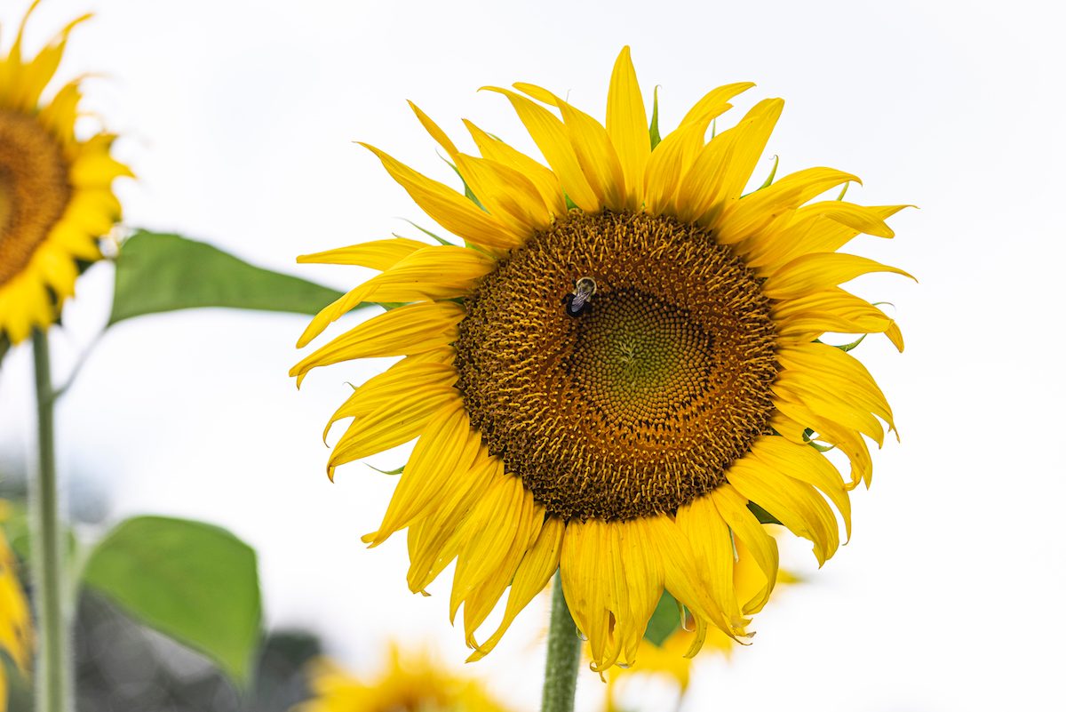 bee on sunflower
