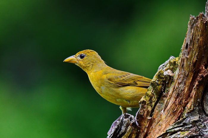 summer tanager