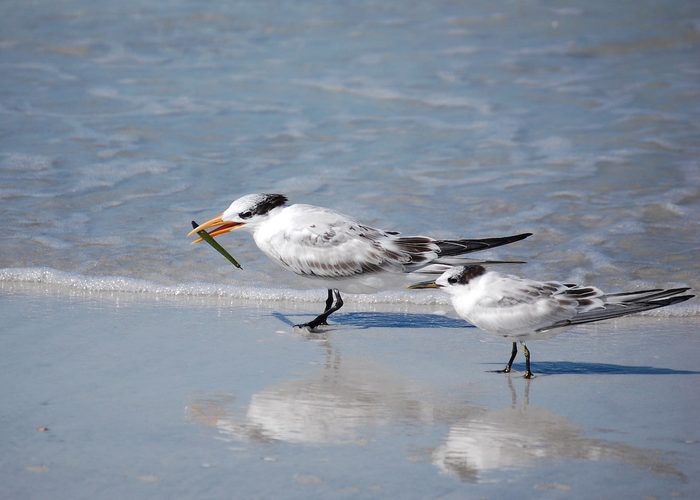 royal tern, black and white birds