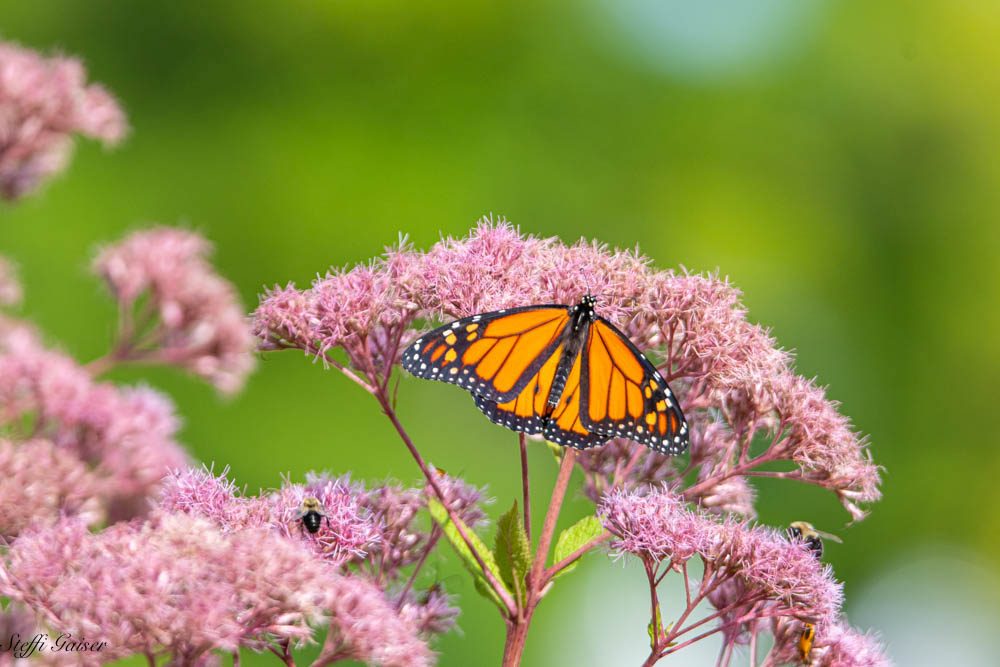 joe pye weed