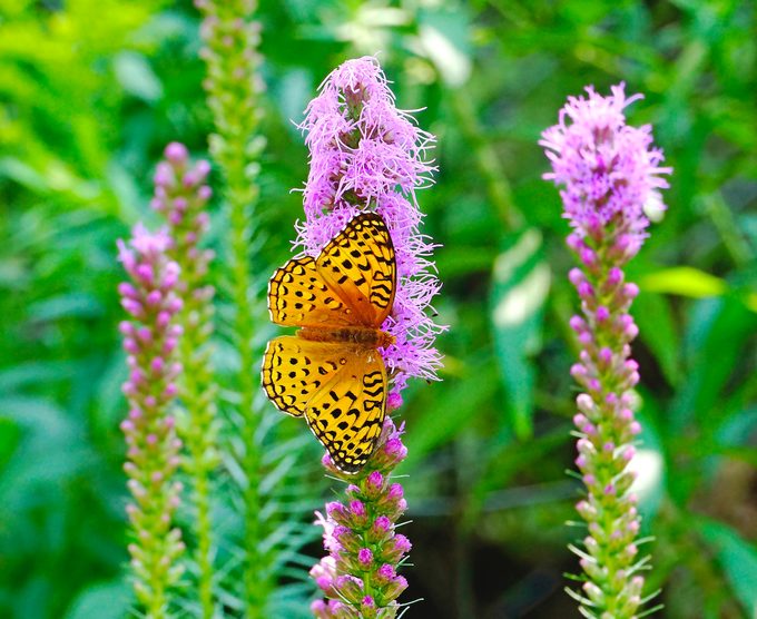 drought tolerant plants