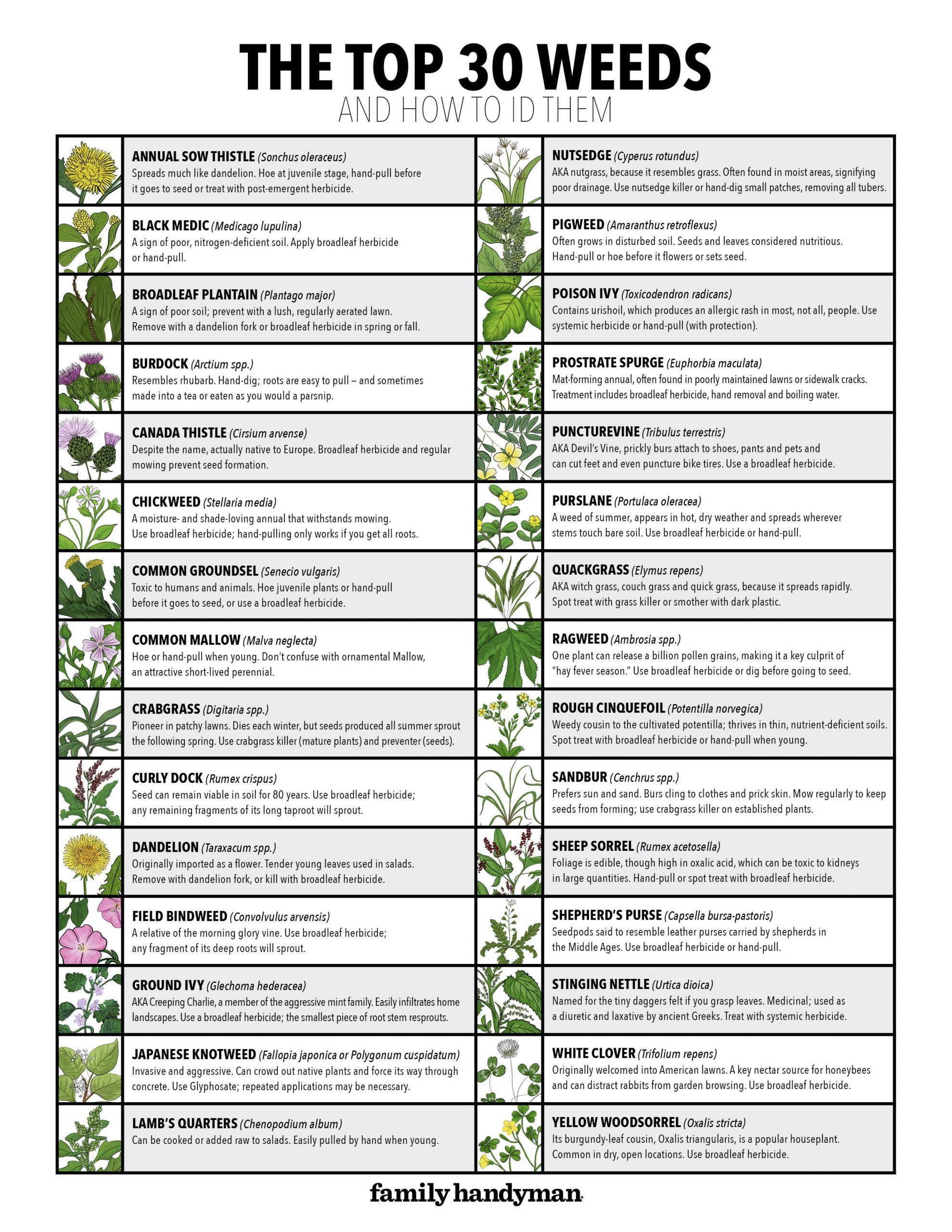 30weeds Chart