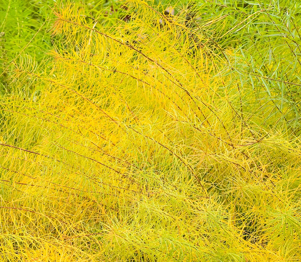 Amsonia Hubrichtii In Autumn Color