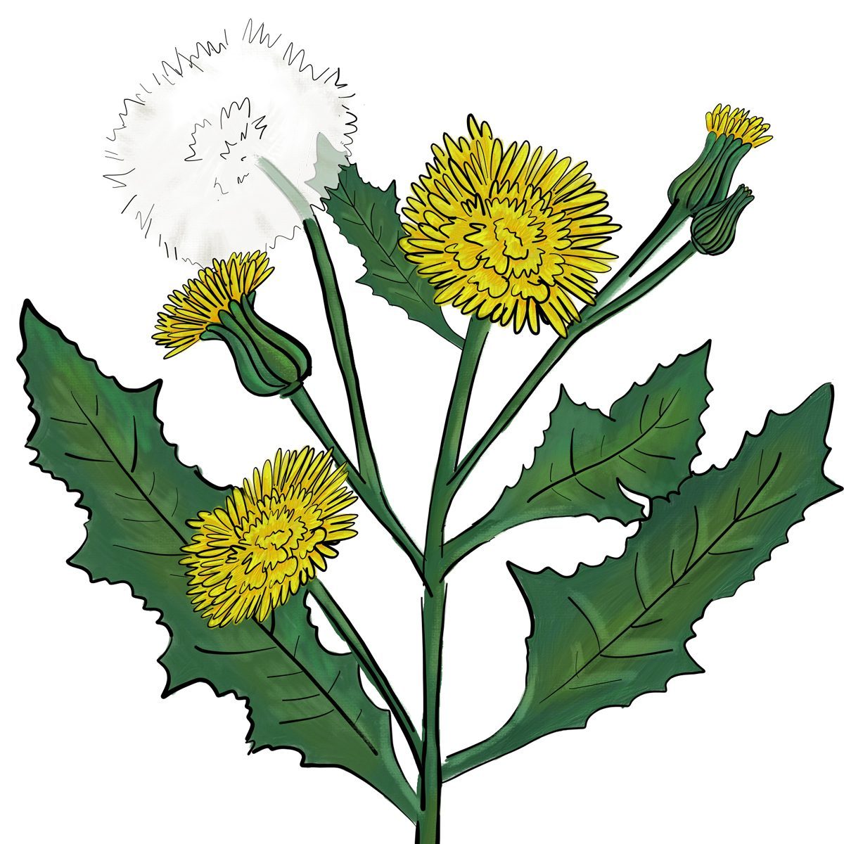 Annualsowthistle