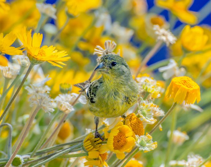 female lesser goldfinch