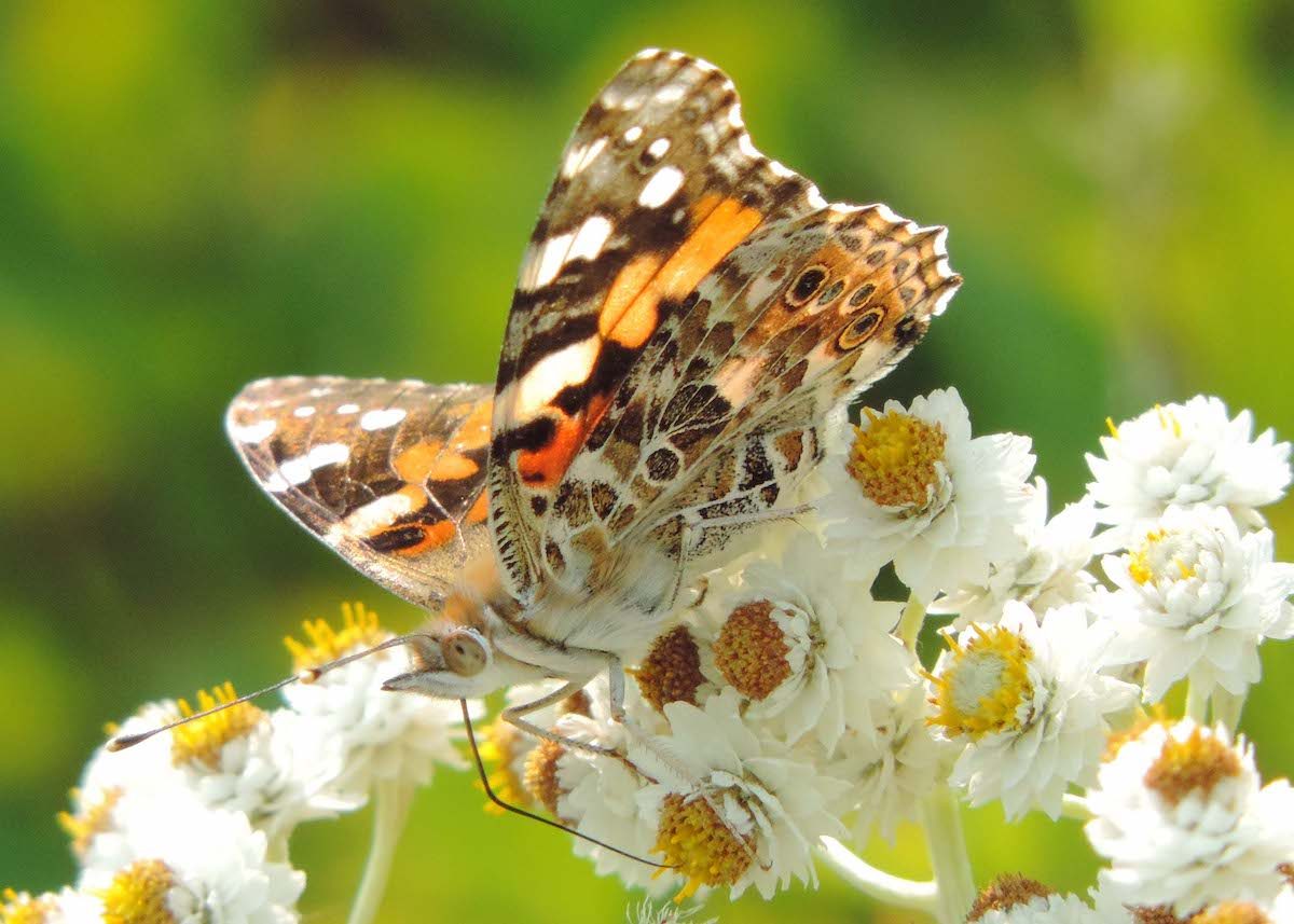 pearly everlasting, butterfly host plants
