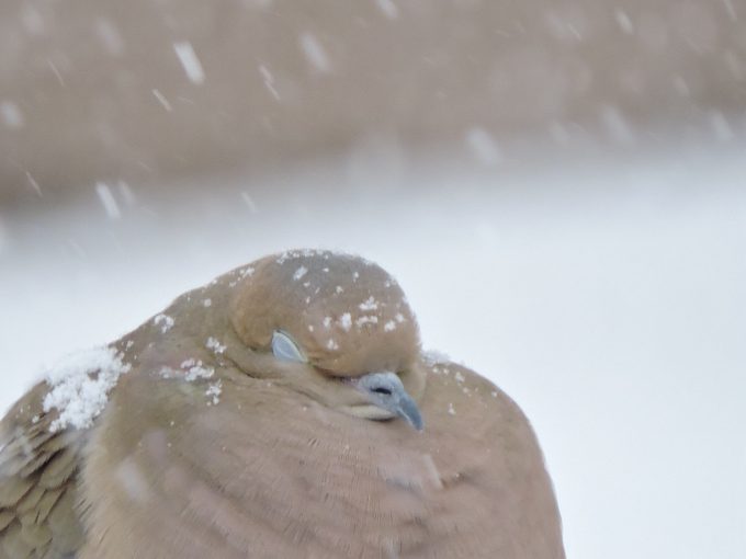 mourning dove sleeping