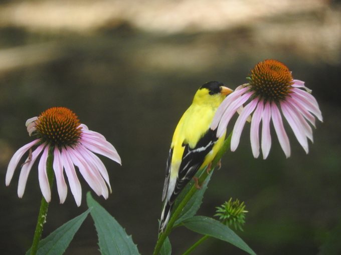 goldfinch on coneflower