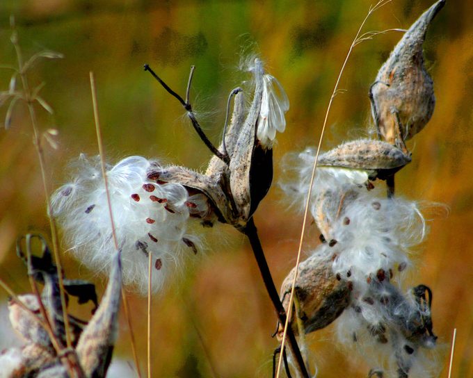 milkweed