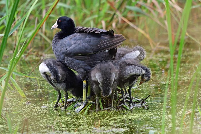 american coot
