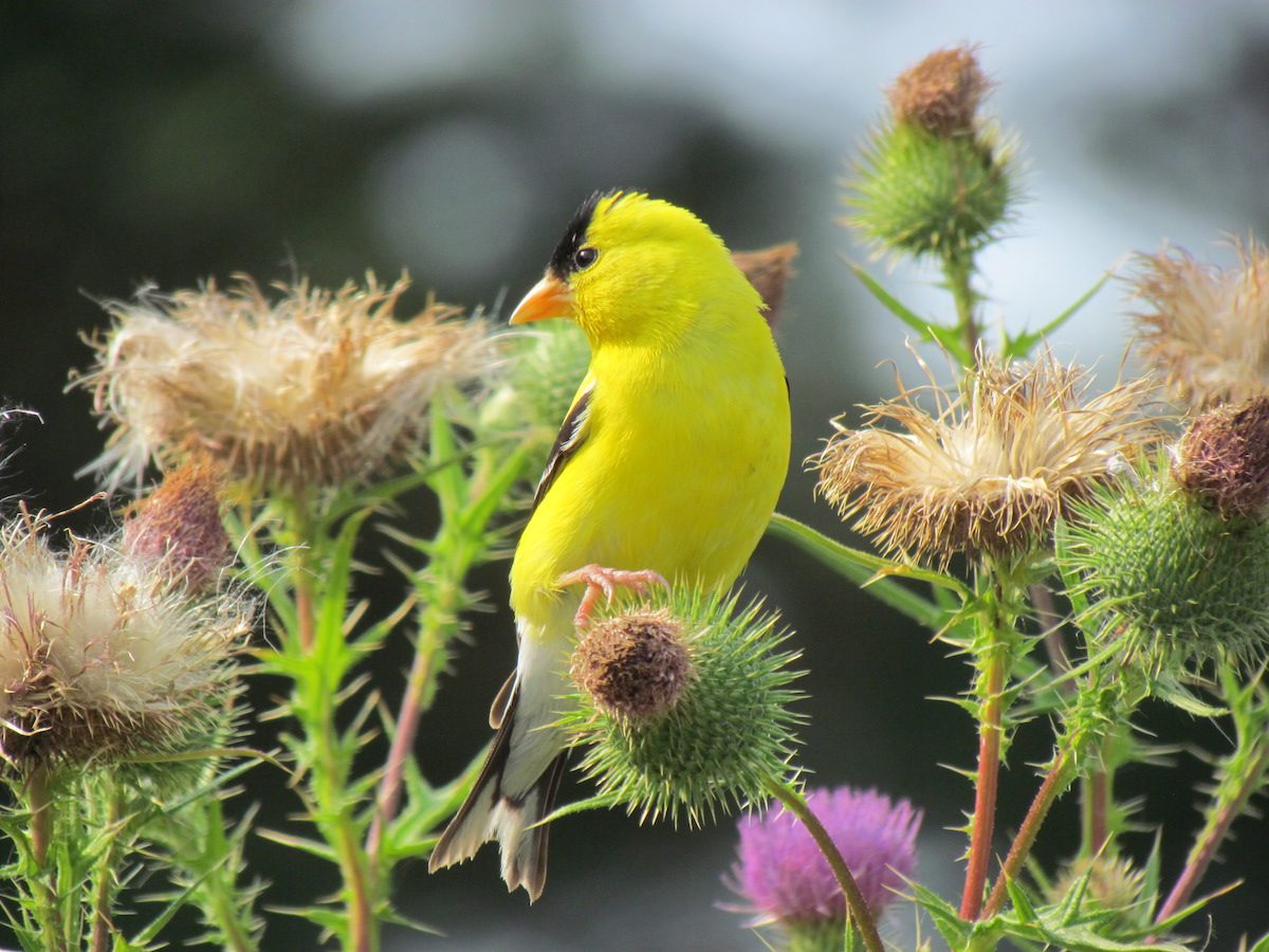 goldfinch on thistle