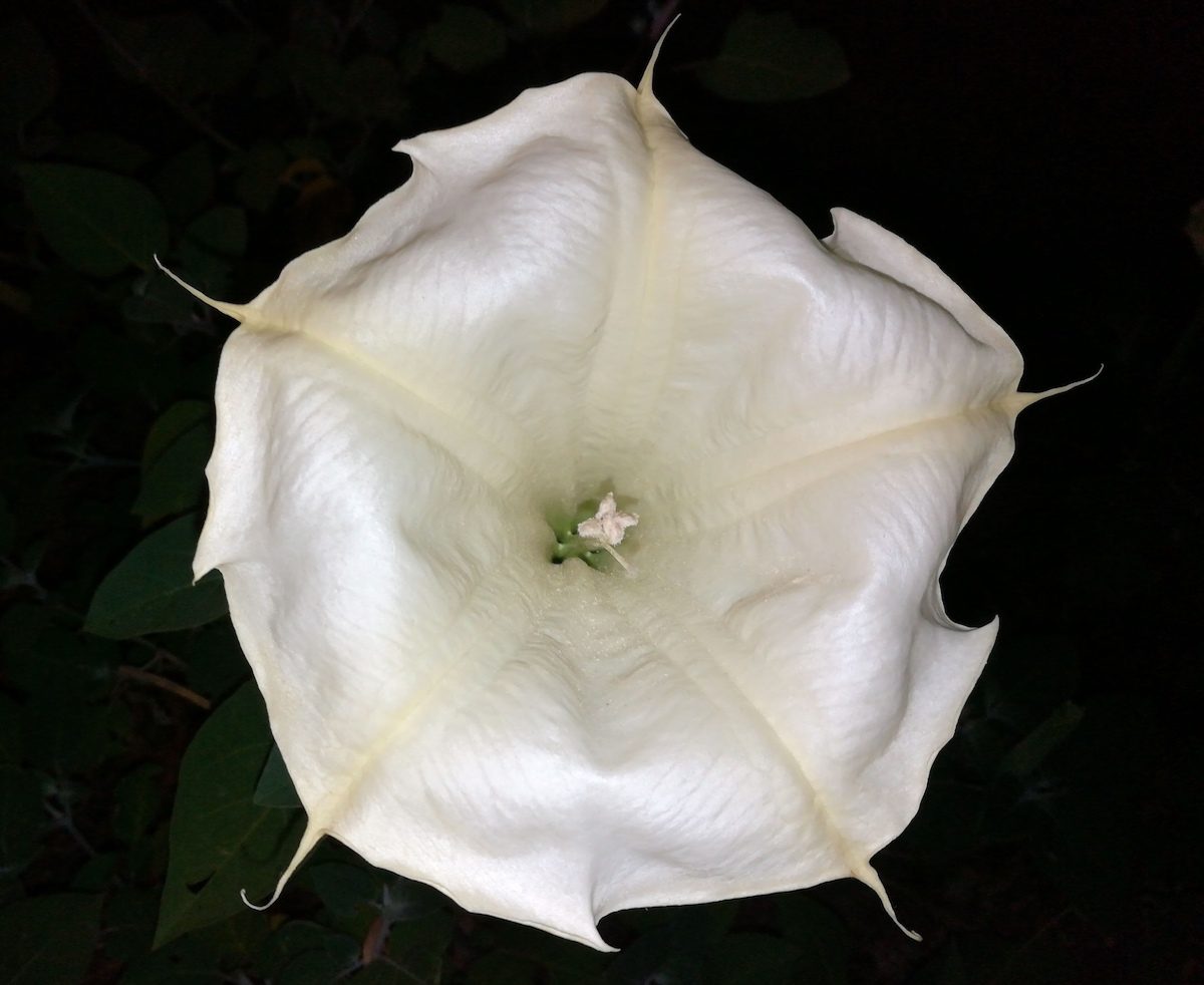 moonflower