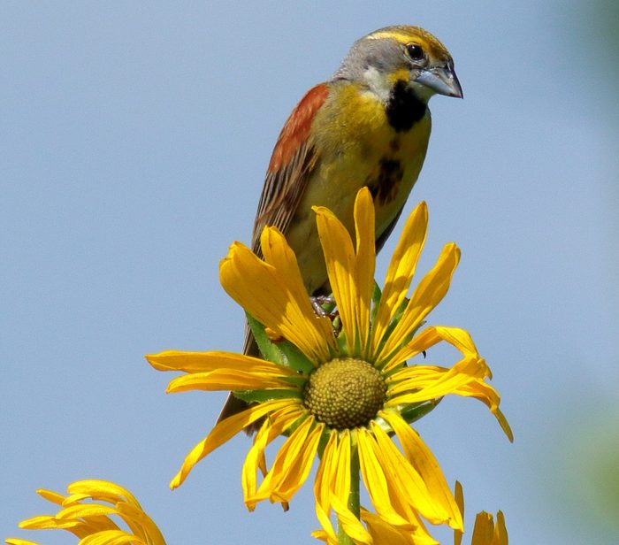 dickcissel