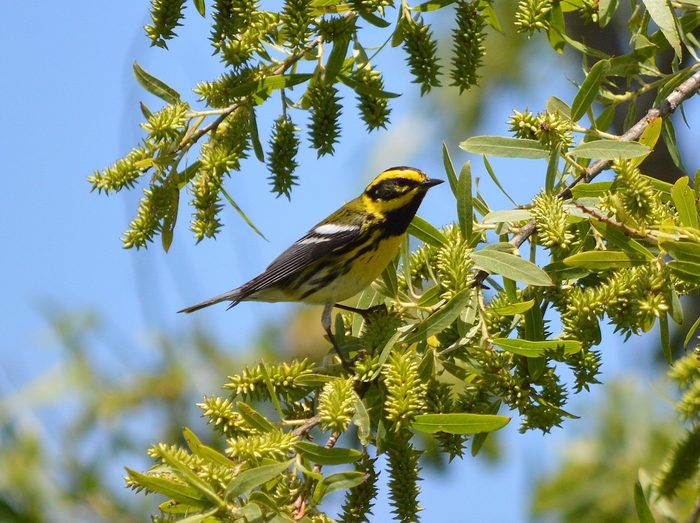 townsend warbler