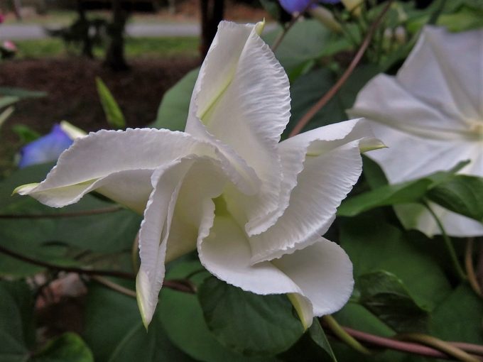 moonflower
