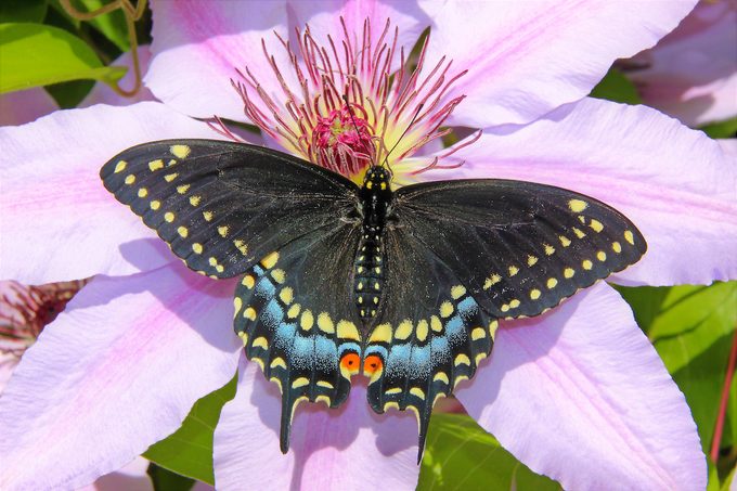 eastern black swallowtail