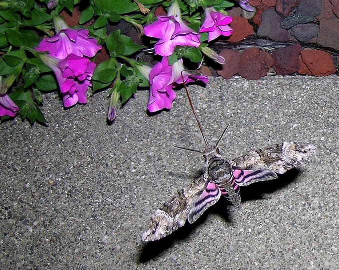 sphinx moth