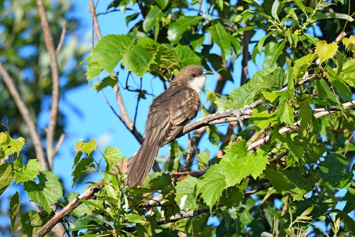 black billed cuckoo