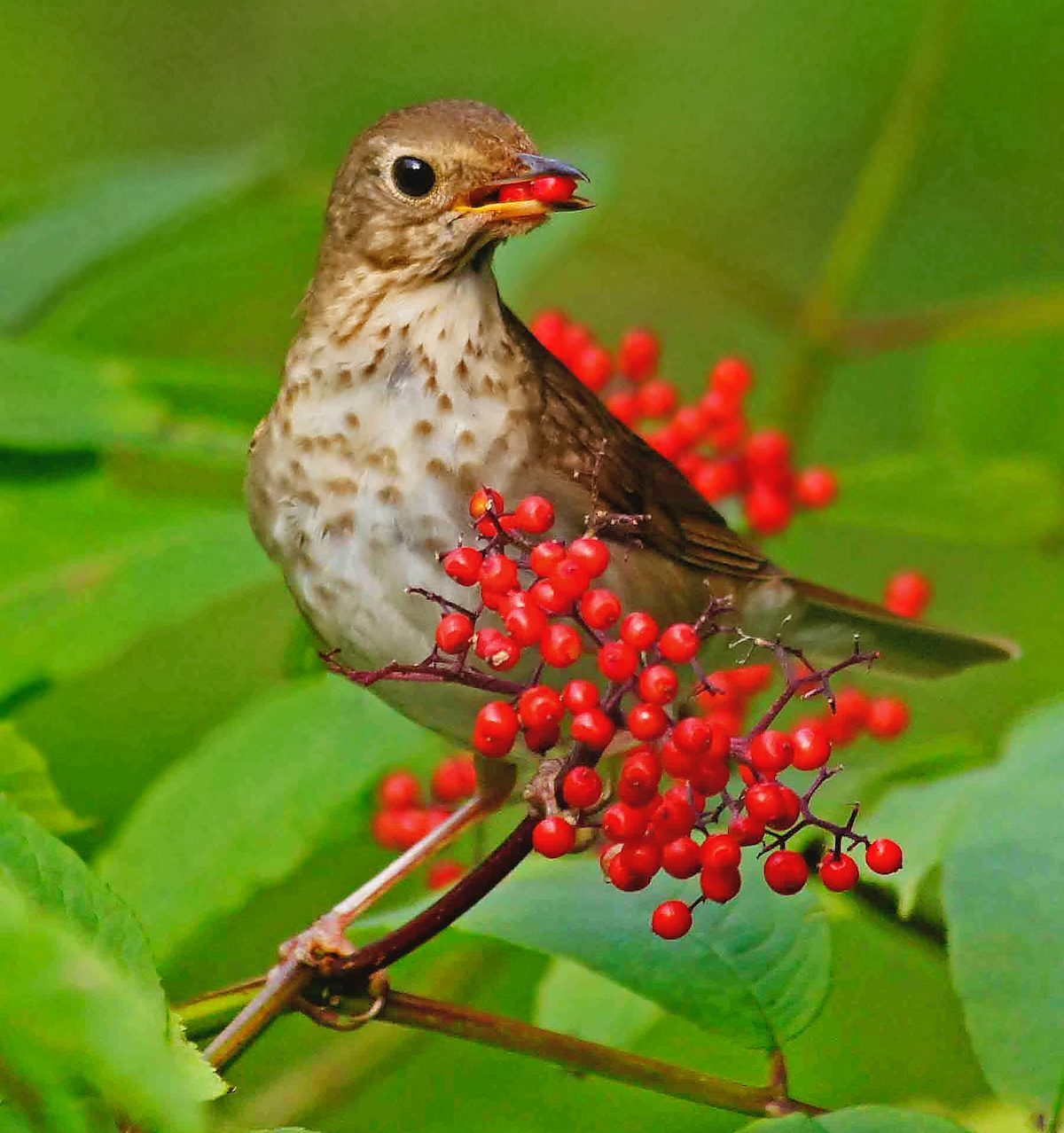 swainson's thrush
