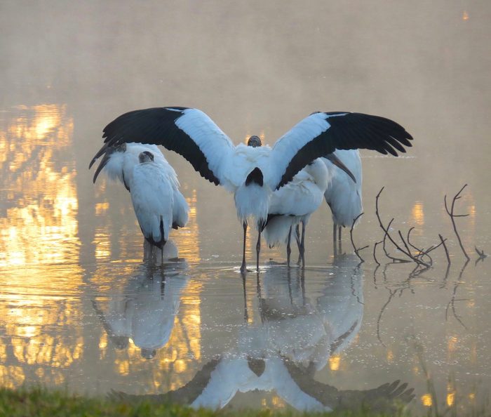 wood stork, black and white birds