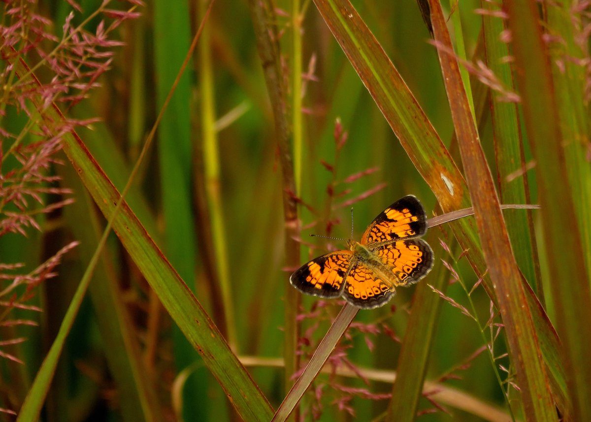 pearl crescent butterfly