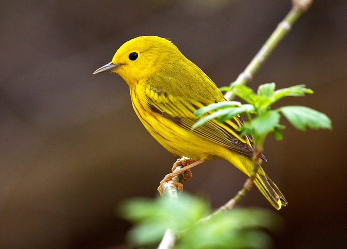 yellow warbler