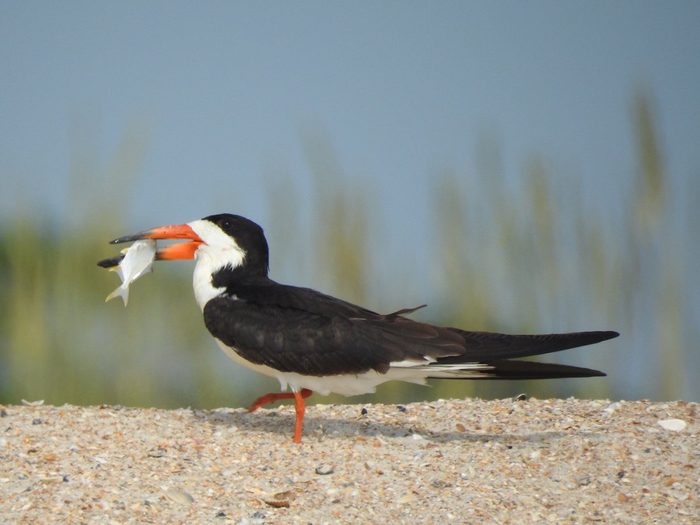 black skimmer, black and white birds