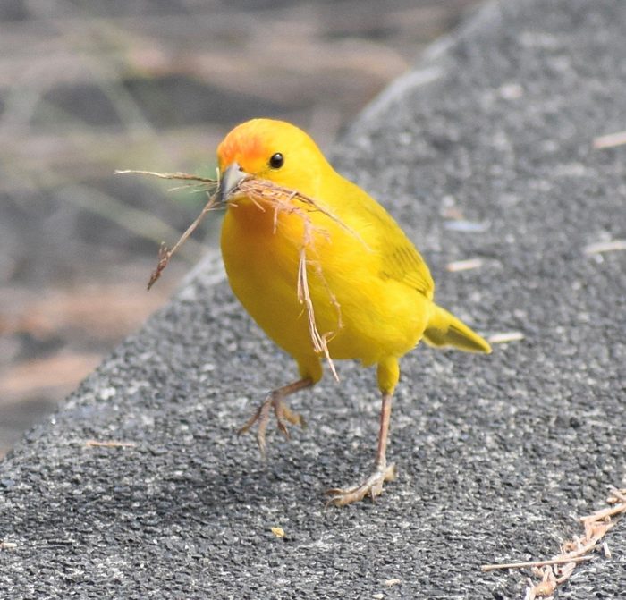 saffron finch