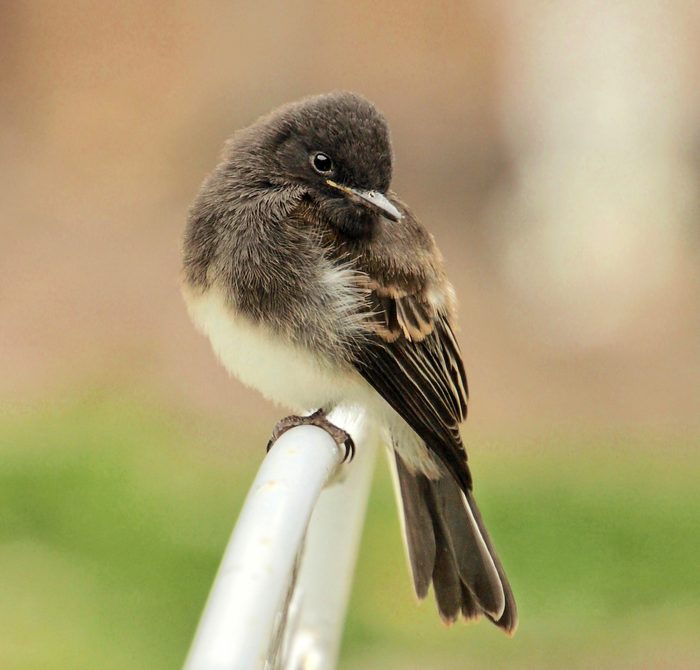 black and white birds, black phoebe
