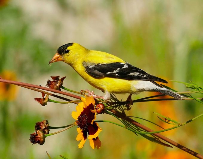 goldfinch