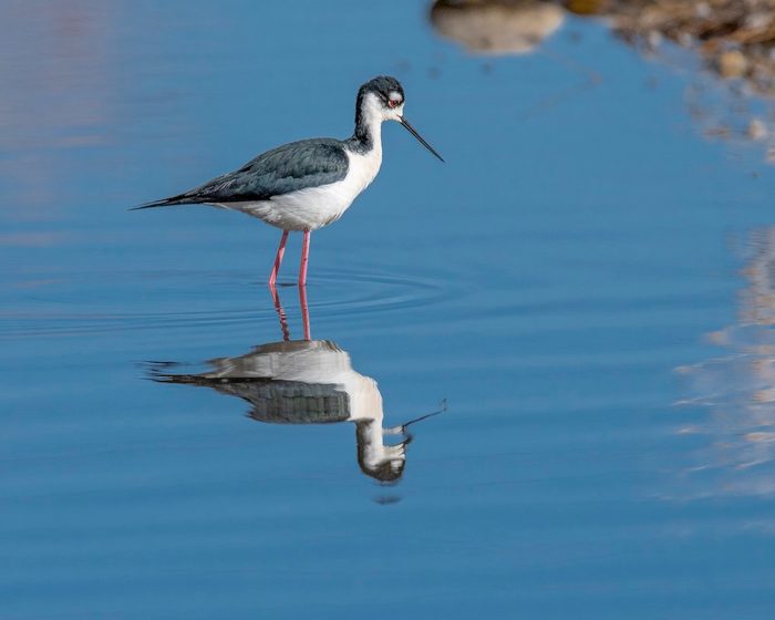 black necked stilt
